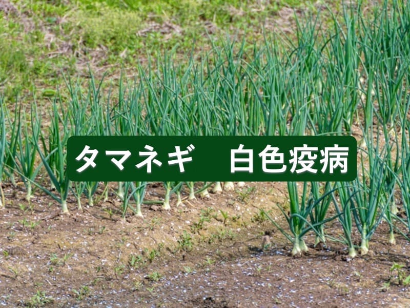 タマネギ　白色疫病タイトル