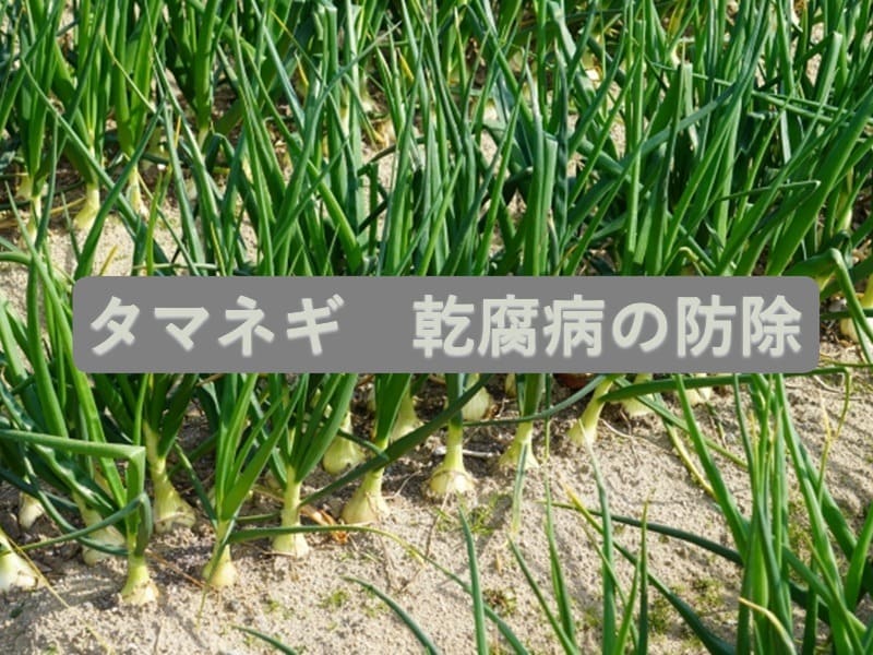 タマネギの乾腐病に効く農薬、その他の防除方法 | 農家web