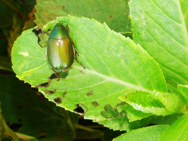 アオドウメガネ