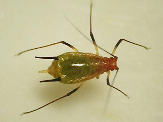イバラヒゲナガアブラムシ