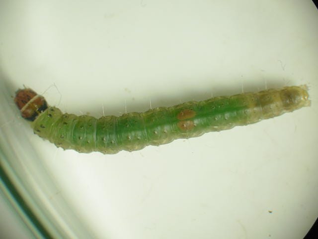 チャハマキの老齢幼虫
