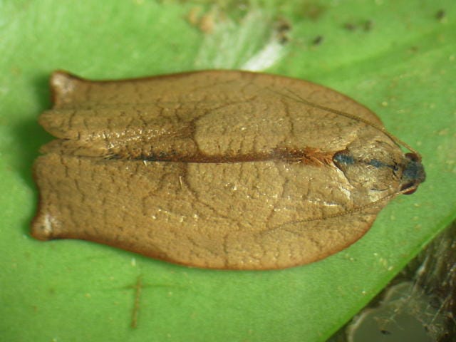 チャハマキの雌成虫