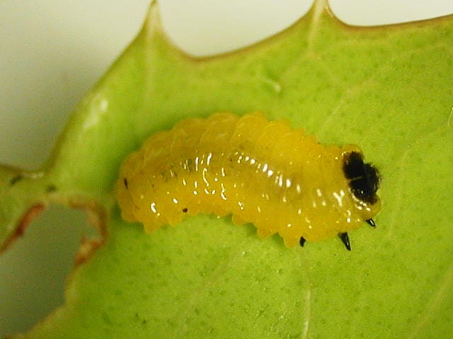 ヘリグロテントウノミハムシの幼虫