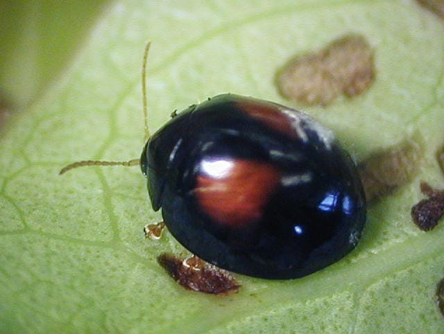 ヘリグロテントウノミハムシの成虫