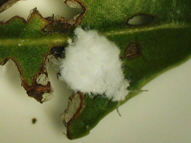 ヒイラギハマキワタムシの幼虫