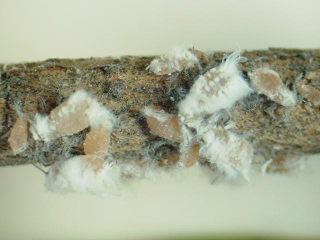 ヒイラギハマキワタムシの成虫と幼虫