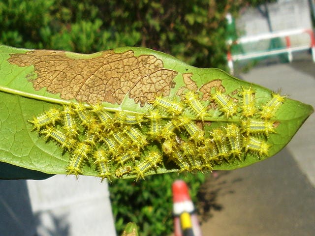 ヒロヘリアオイラガの被害葉