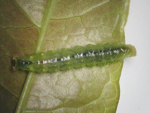 マエアカスカシノメイガの幼虫