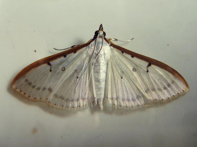マエアカスカシノメイガの成虫