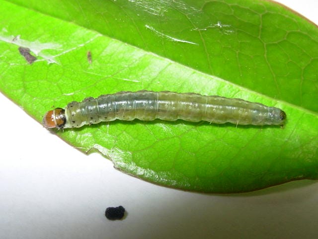 ミダレカクモンハマキの幼虫