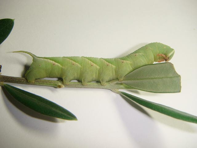 サザナミスズメの幼虫