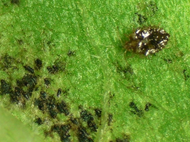 アワダチソウグンバイの幼虫