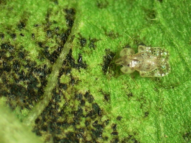 アワダチソウグンバイの成虫