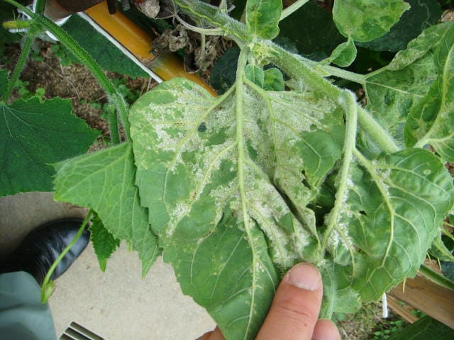べと病の発病葉(ひまわり葉裏)