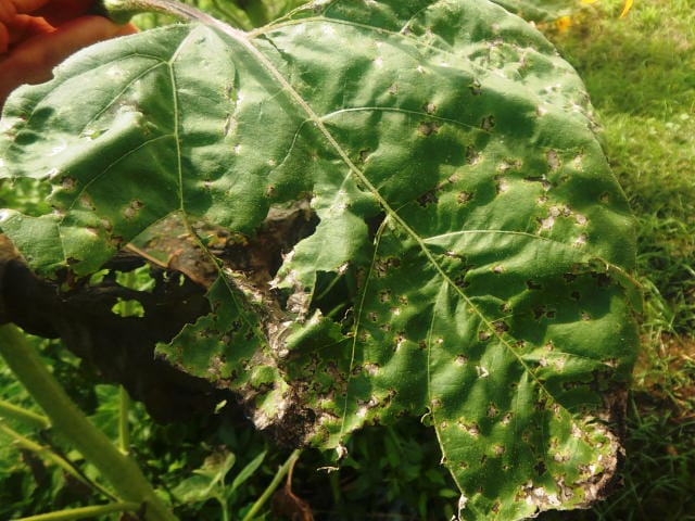 斑点細菌病のひまわりの葉