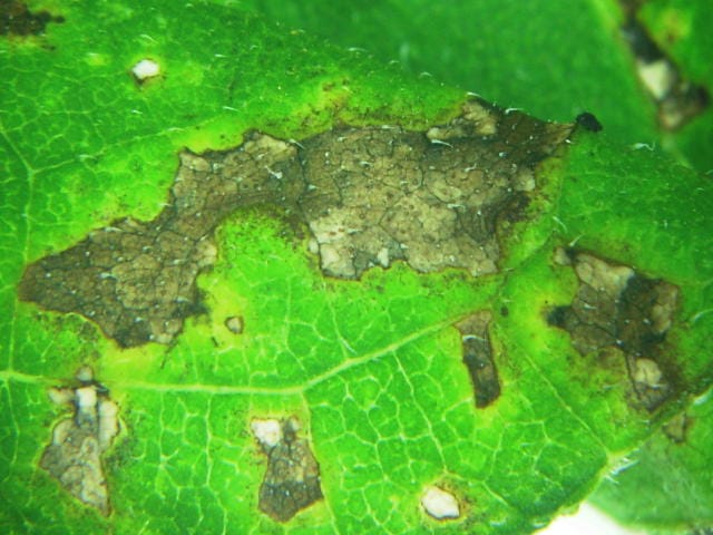 斑点細菌病の病斑(ひまわり)