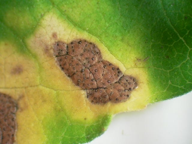 褐斑病の病斑(ひまわり)