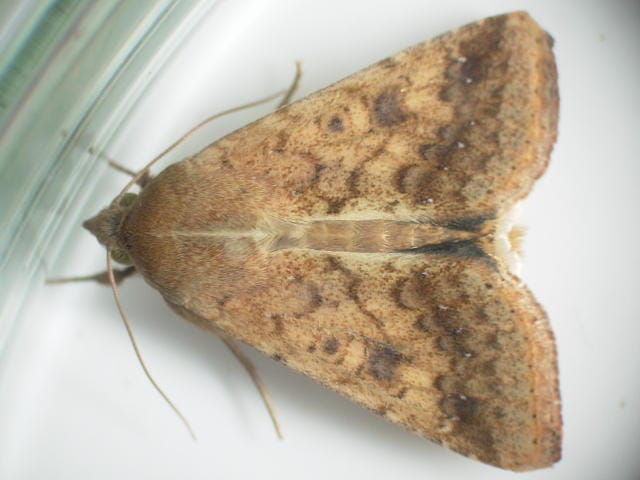オオタバコガの成虫