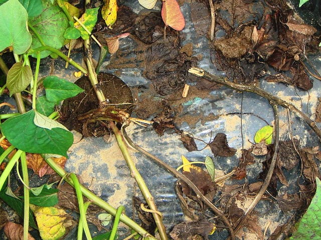 つる割病発症株(さつまいも)