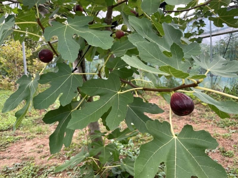 Rusty Fig イチジク さび病におすすめの農薬やその他の対処法 | 農家web