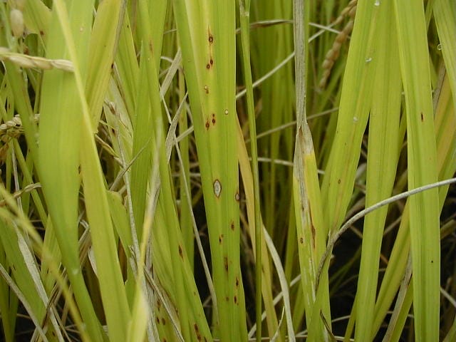 葉枯病の小斑点