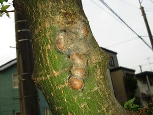ヒロヘリアオイラガ繭